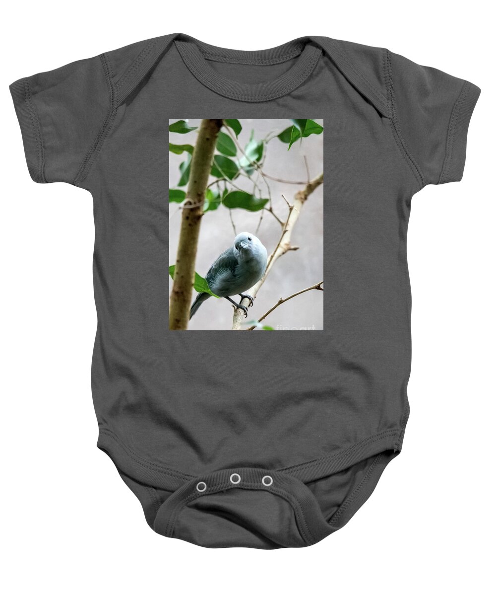 Bird Baby Onesie featuring the photograph Blue-Grey Tanager by Ed Taylor
