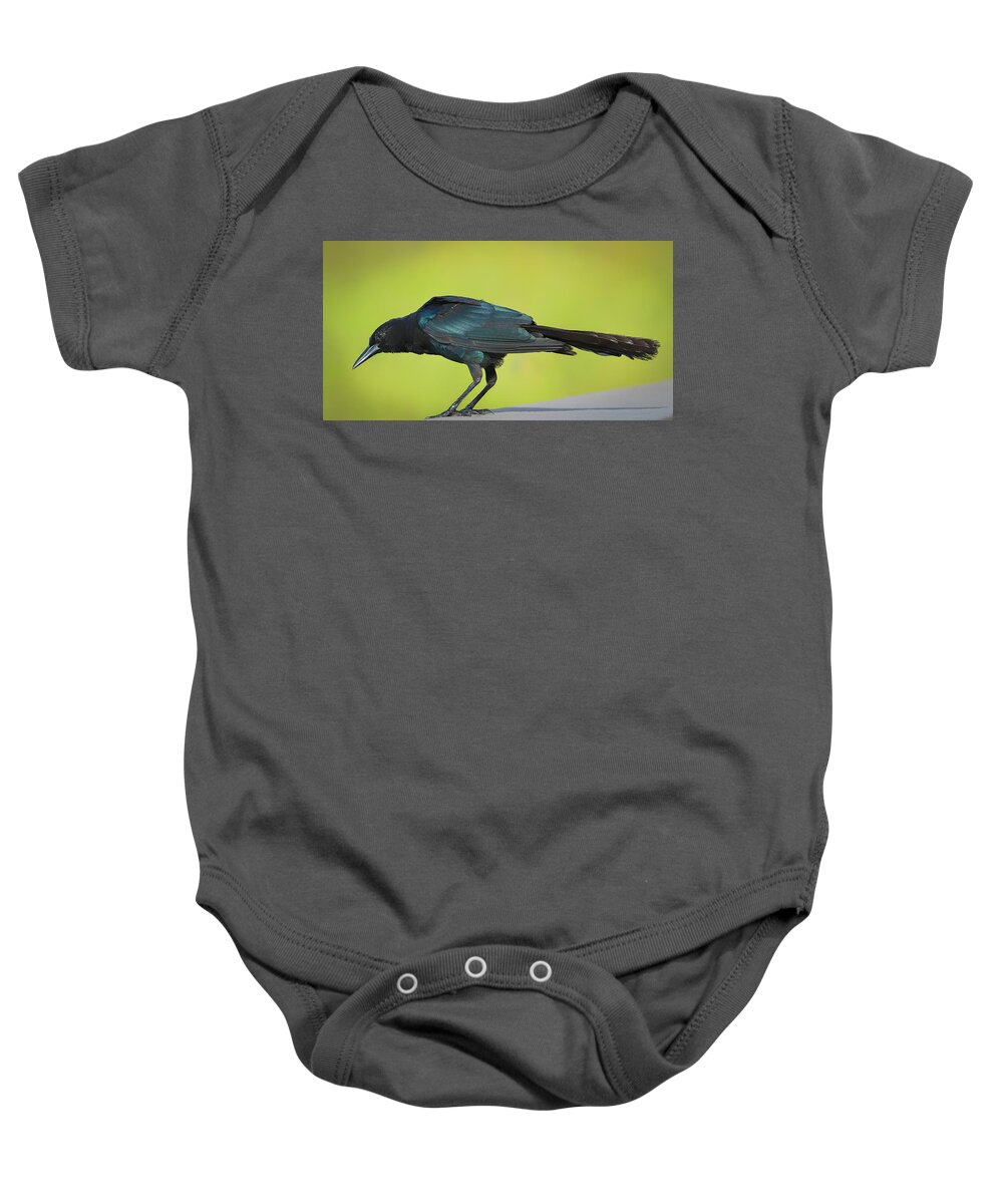 Boat Baby Onesie featuring the photograph Boat-Tailed Grackle Male by Richard Goldman