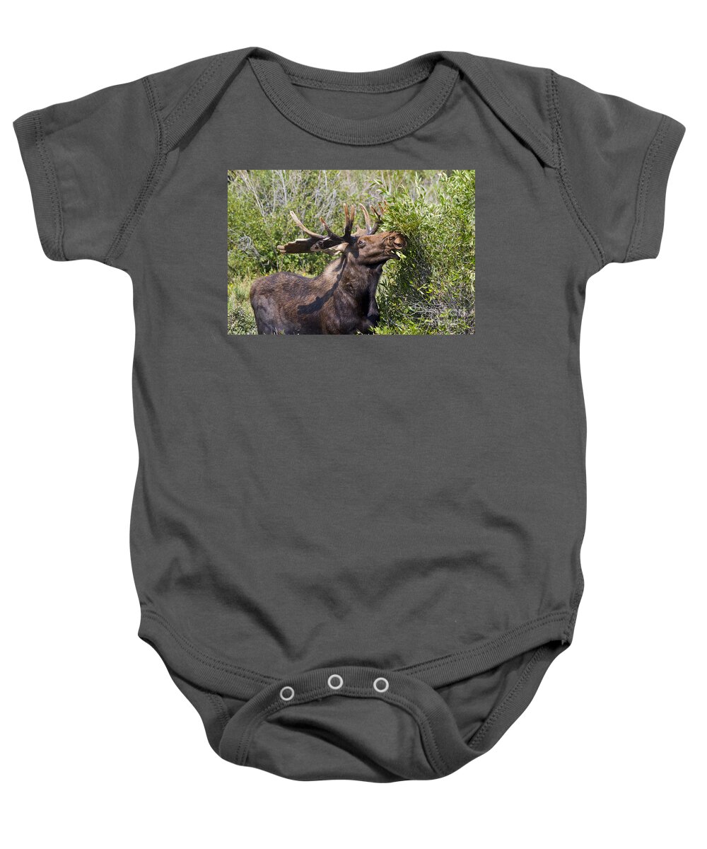 Animal Baby Onesie featuring the photograph Bull Moose by Teresa Zieba