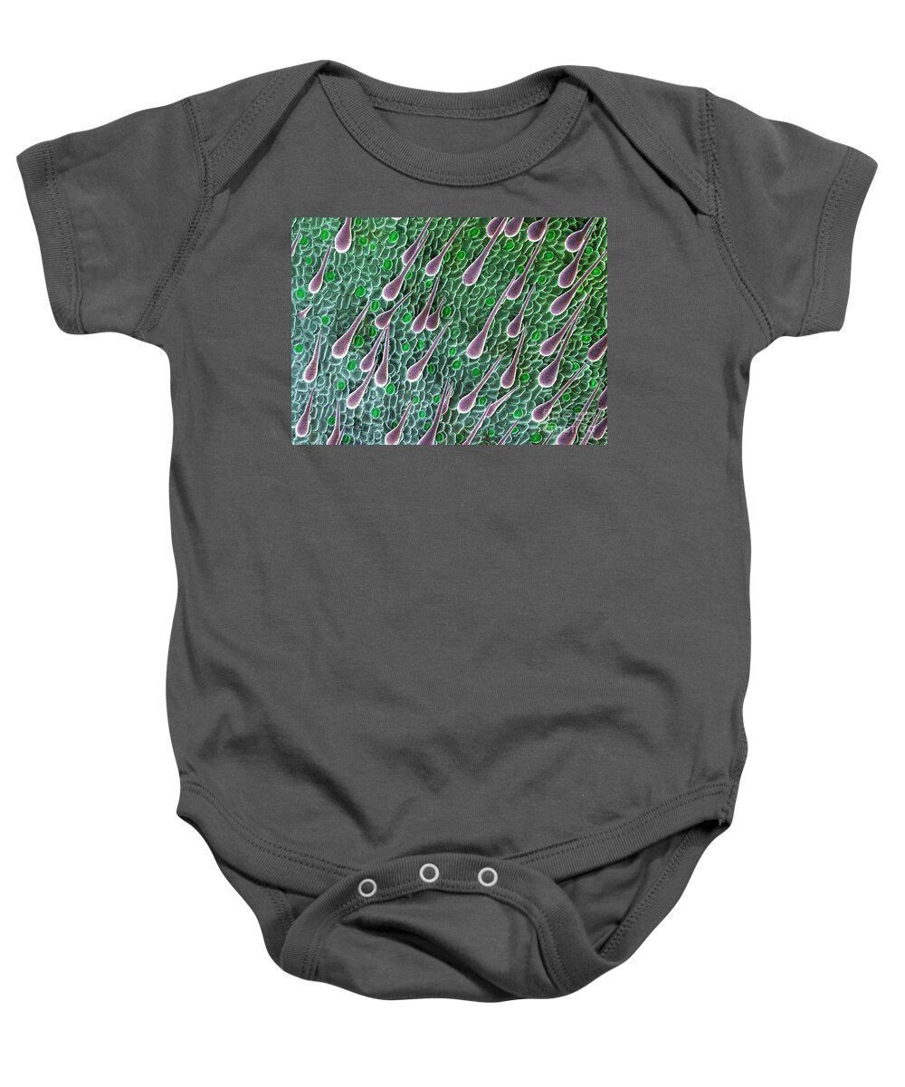 Anatomy Baby Onesie featuring the photograph Cannabis Seedling Leaf, SEM by Ted Kinsman