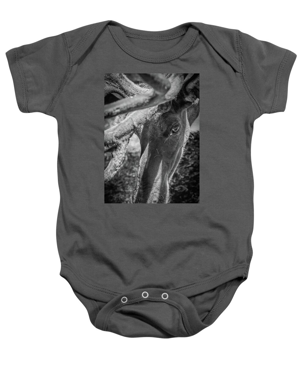 Wildlife Baby Onesie featuring the photograph Caribou black and white by Jason Brooks