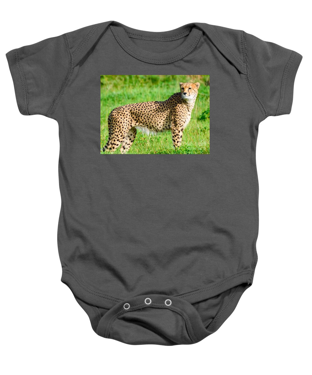 Animals Baby Onesie featuring the photograph Cheetah by Colin Rayner