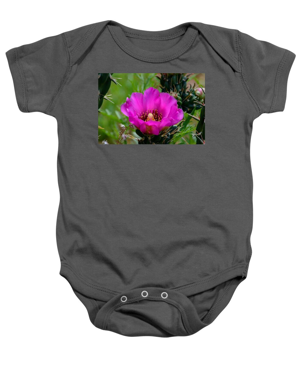 Cholla Cactus Flower Baby Onesie featuring the photograph Cholla Cactus Flower by Tikvah's Hope