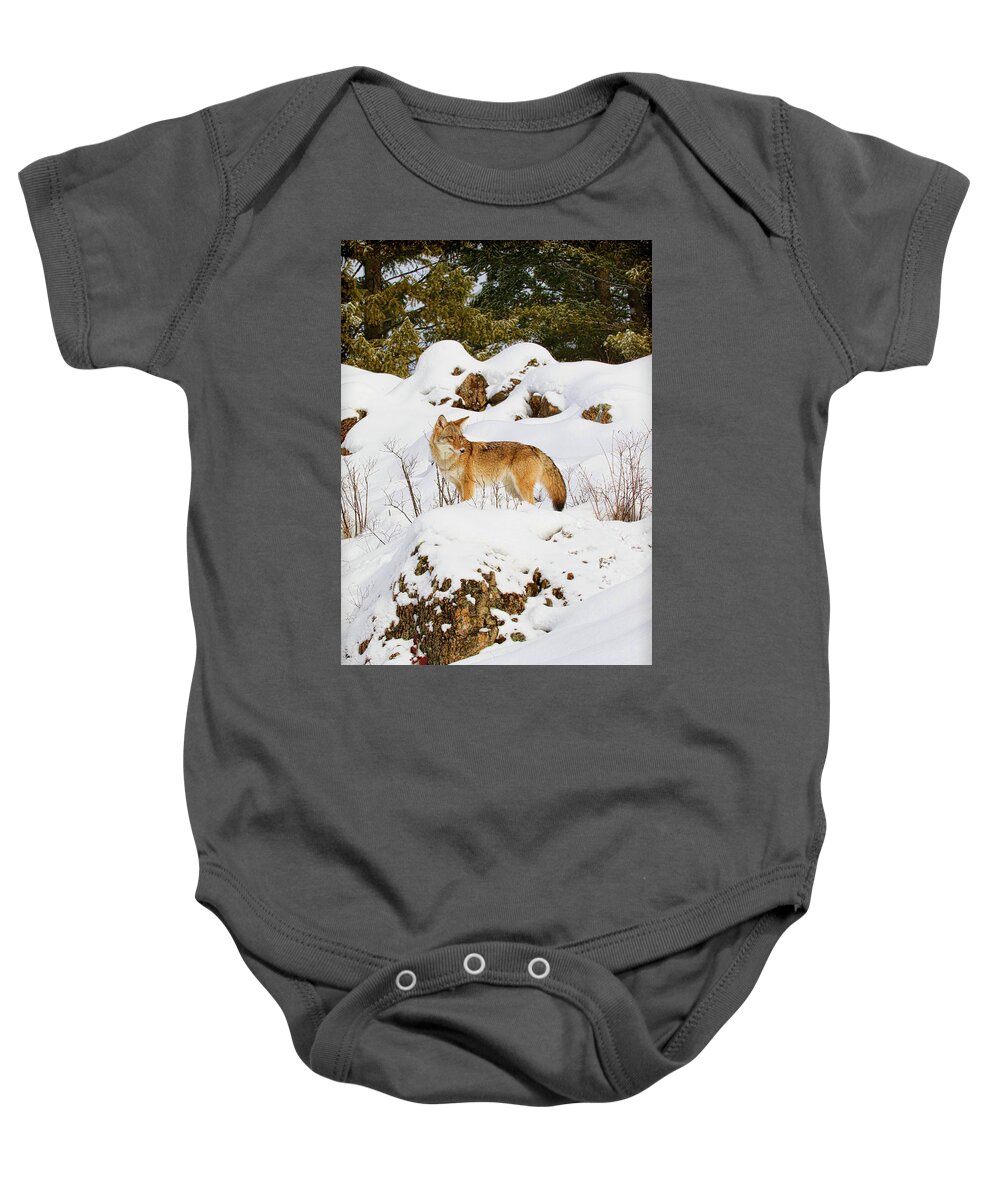 Coyote Baby Onesie featuring the photograph Coyote on Snowy Hill by Steve McKinzie
