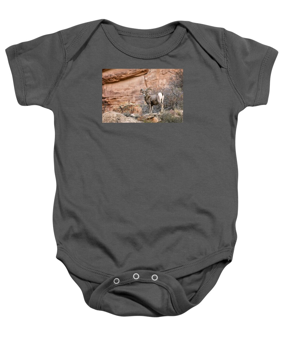 Bighorn Baby Onesie featuring the photograph Desert Bighorn by Denise Bush