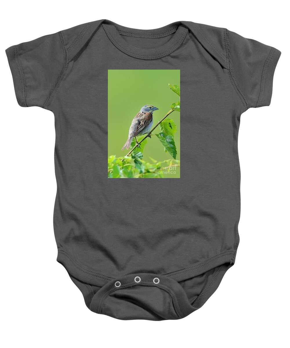 Dickthistle Dick Thistle Bird Avian Aviary Nature Wildlife Baby Onesie featuring the photograph Dickthistle 0599 by Ken DePue