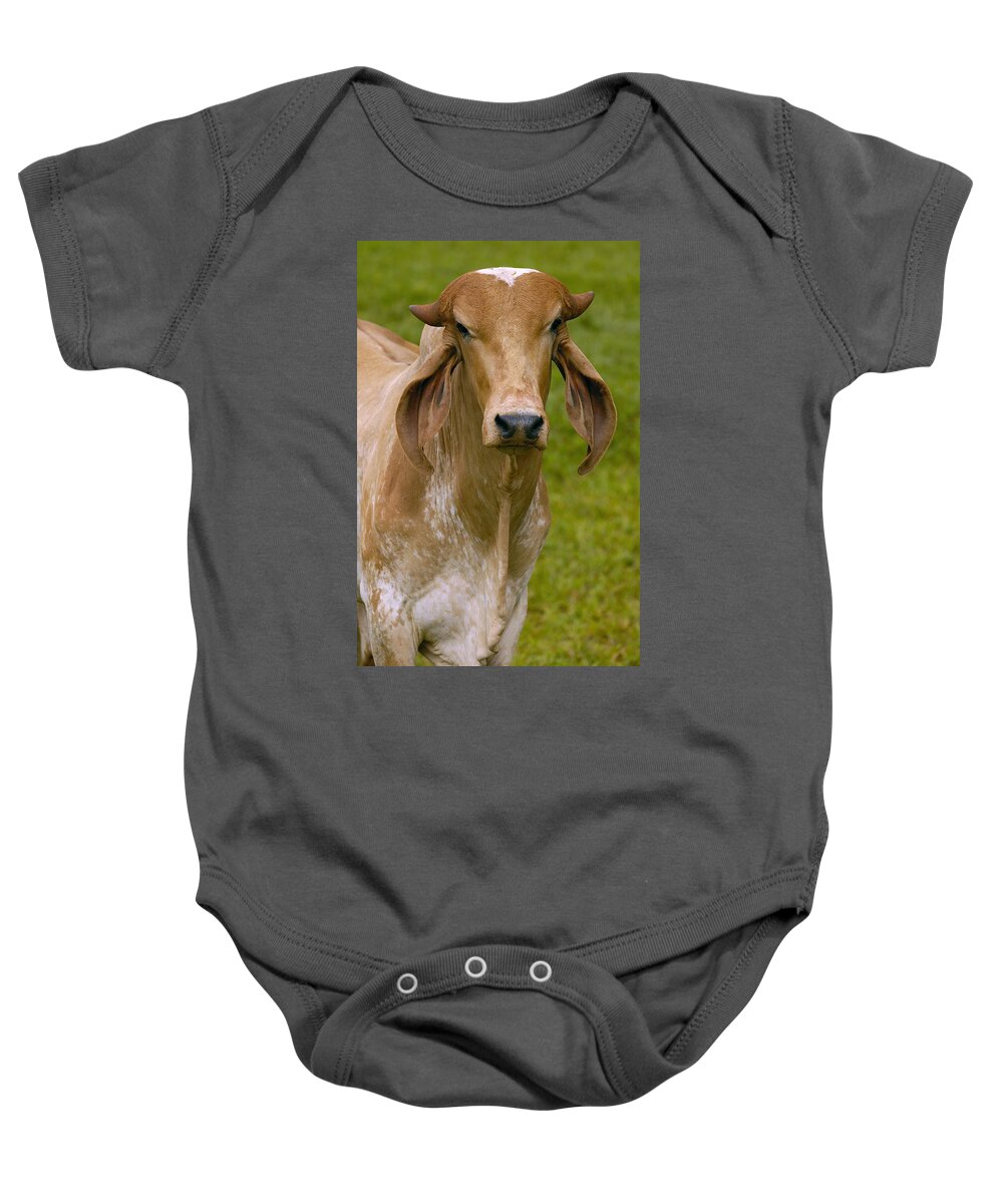Mp Baby Onesie featuring the photograph Domestic Cattle Bos Taurus Male by Pete Oxford