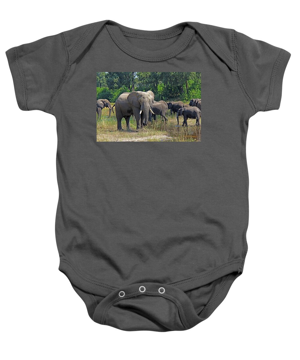 Elephant Baby Onesie featuring the photograph Elephants 3 by Richard Krebs