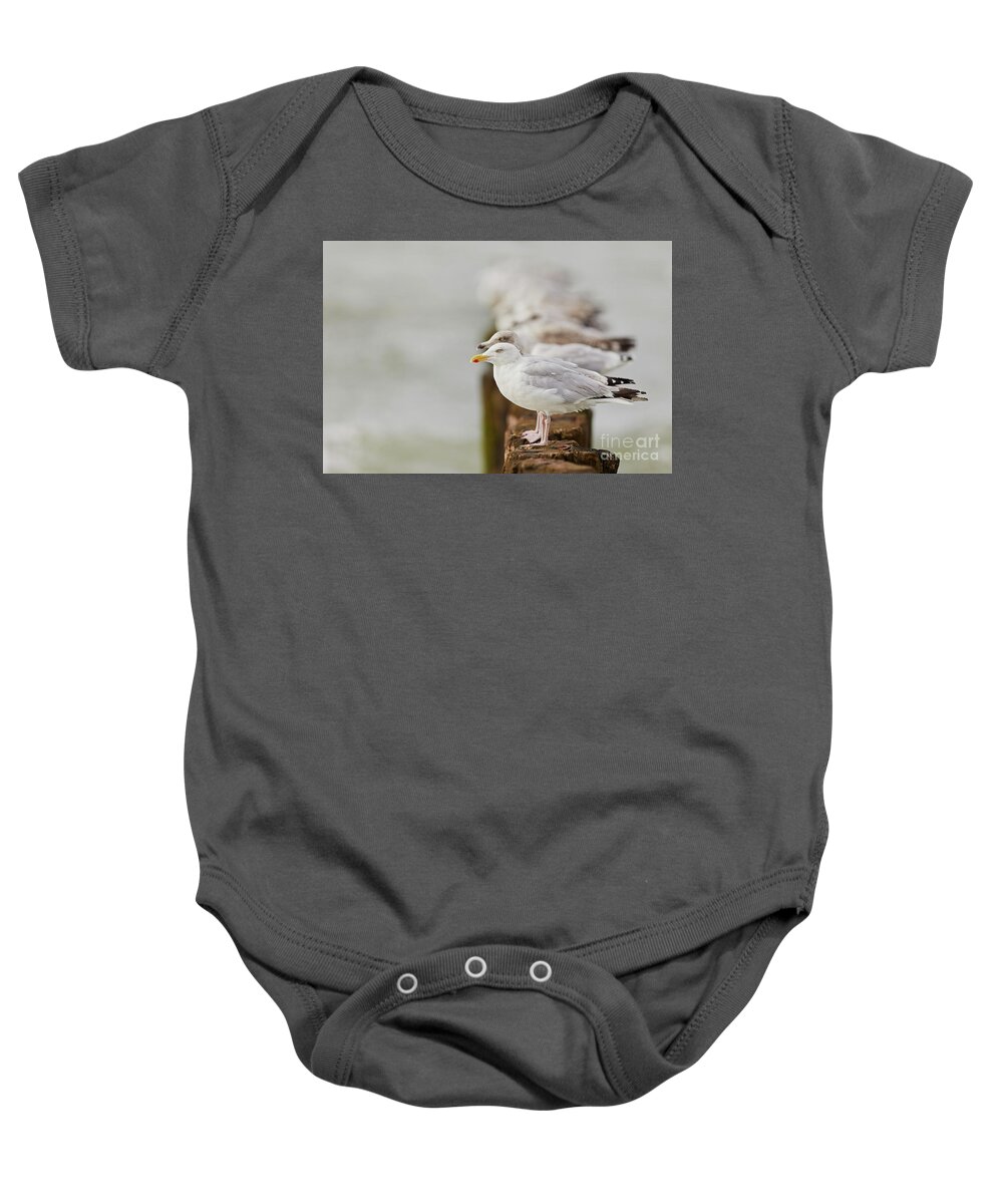 European Baby Onesie featuring the photograph European herring gulls in a row fading in the background by Nick Biemans