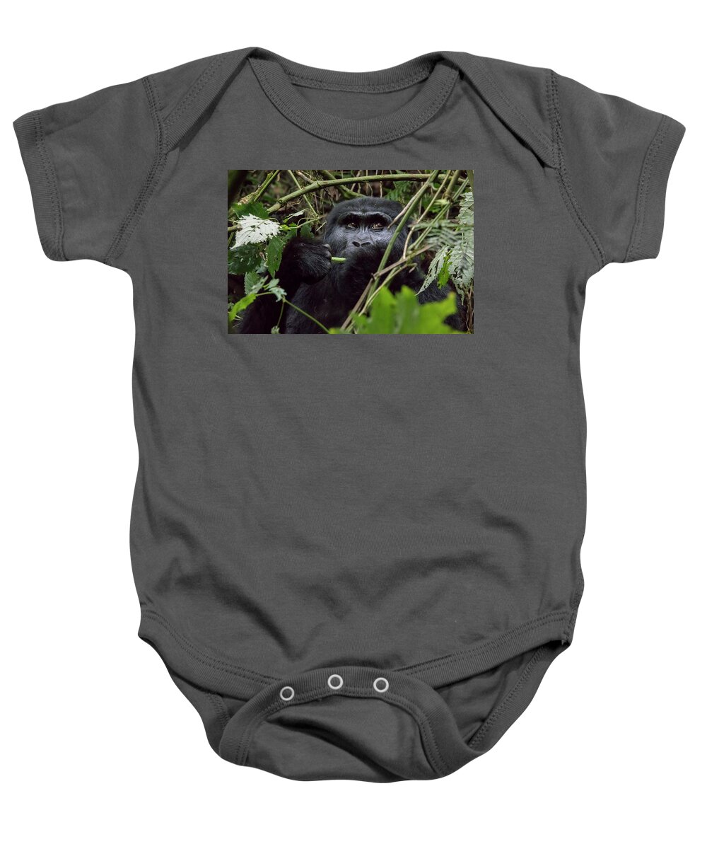 Africa Baby Onesie featuring the photograph Female mountain gorilla eating, Bwindi Impenetrable Forest Natio by Karen Foley