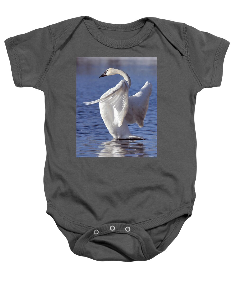 Trumpeter Swan Baby Onesie featuring the photograph Flapping Swan by Larry Ricker