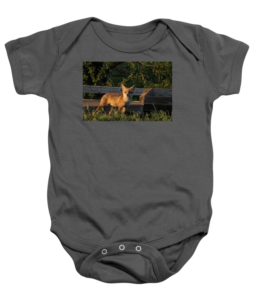 Jay Stockhaus Baby Onesie featuring the photograph Fox 2 by Jay Stockhaus