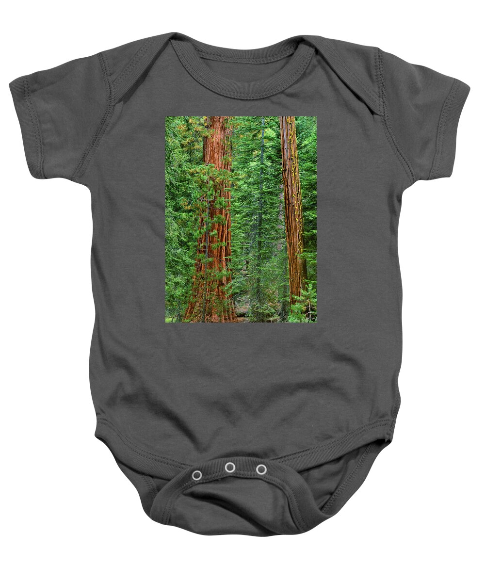 North America Baby Onesie featuring the photograph Giant Sequoias Sequoiadendron Gigantium Yosemite NP CA by Dave Welling