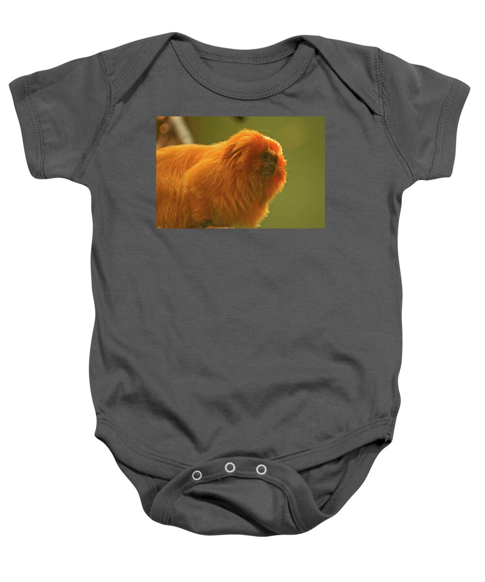 Tern Baby Onesie featuring the photograph Golden Lion Tamarin by Paul Mangold