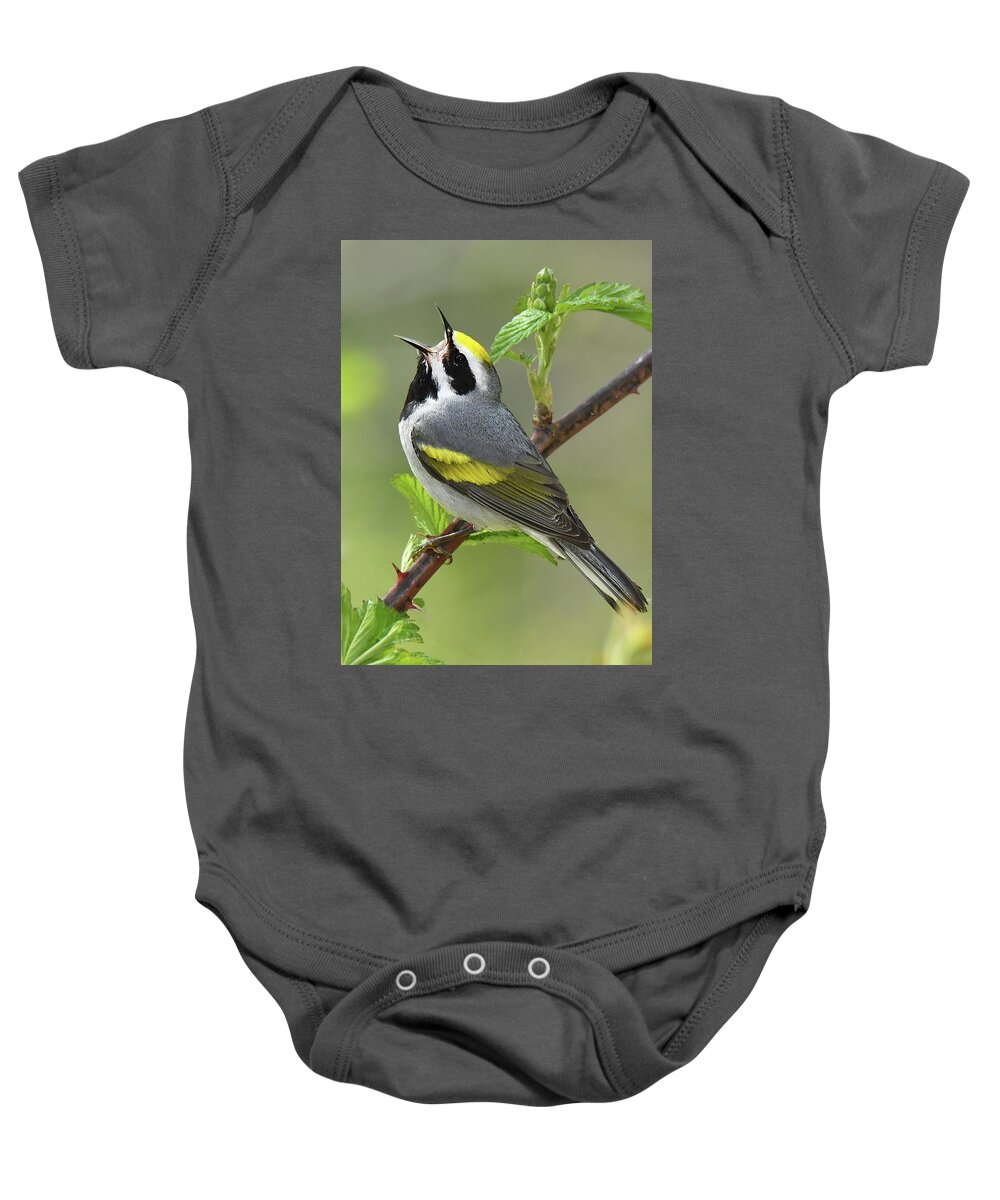 Bird Baby Onesie featuring the photograph Golden-winged Wabler by Alan Lenk