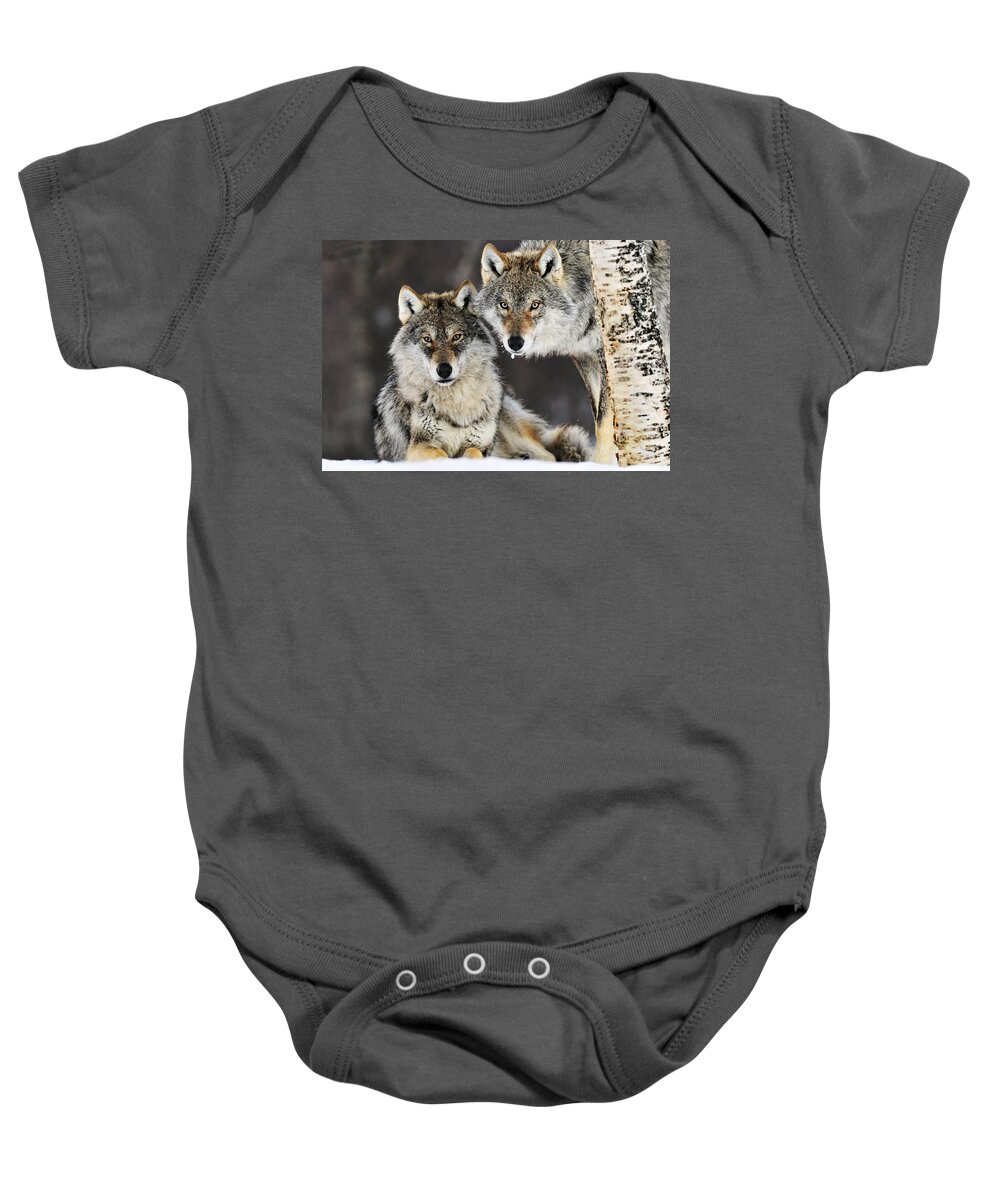 Mp Baby Onesie featuring the photograph Gray Wolf Pair In The Snow by Jasper Doest