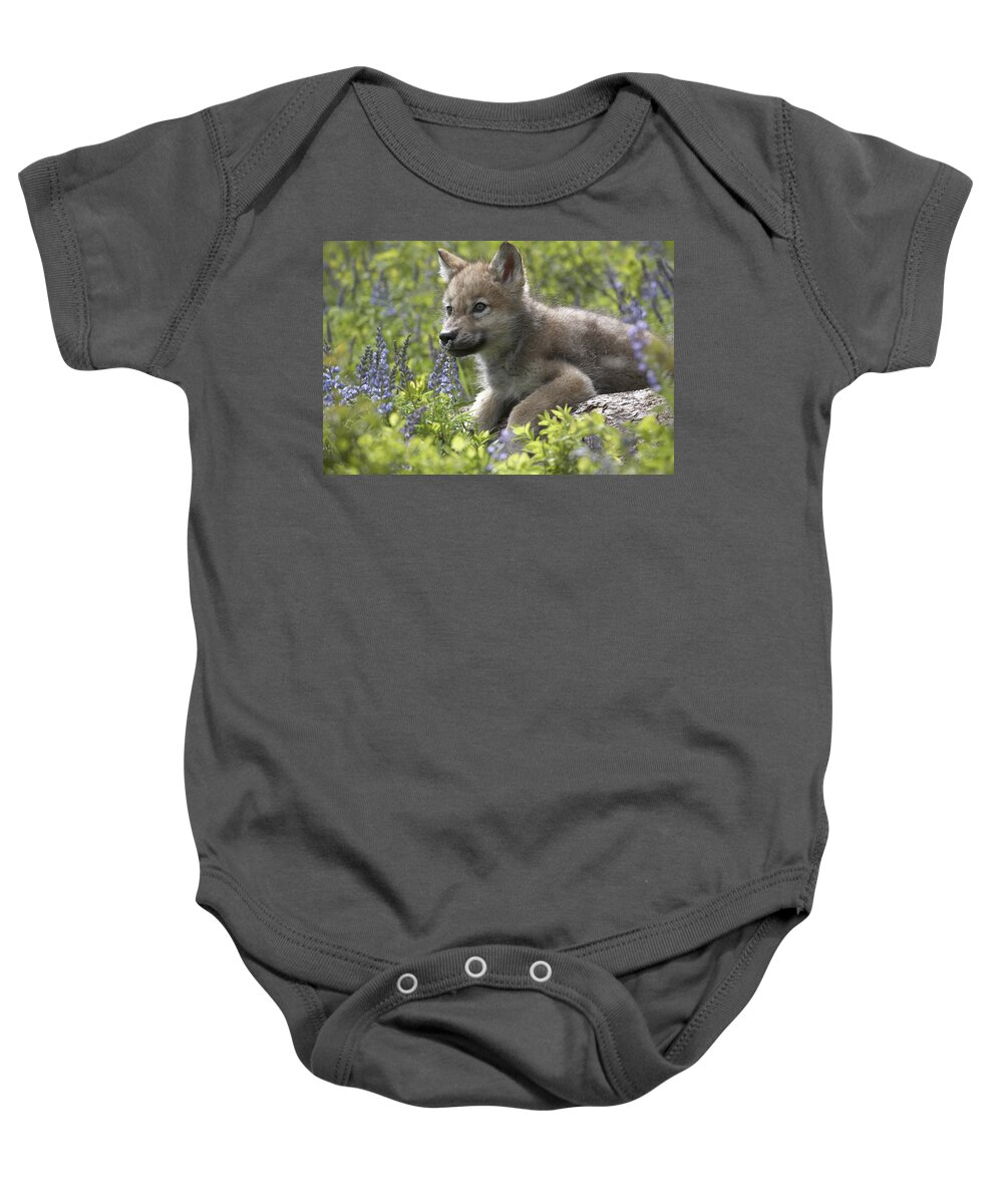 Mp Baby Onesie featuring the photograph Gray Wolf Canis Lupus Pup Amid Lupine by Tim Fitzharris