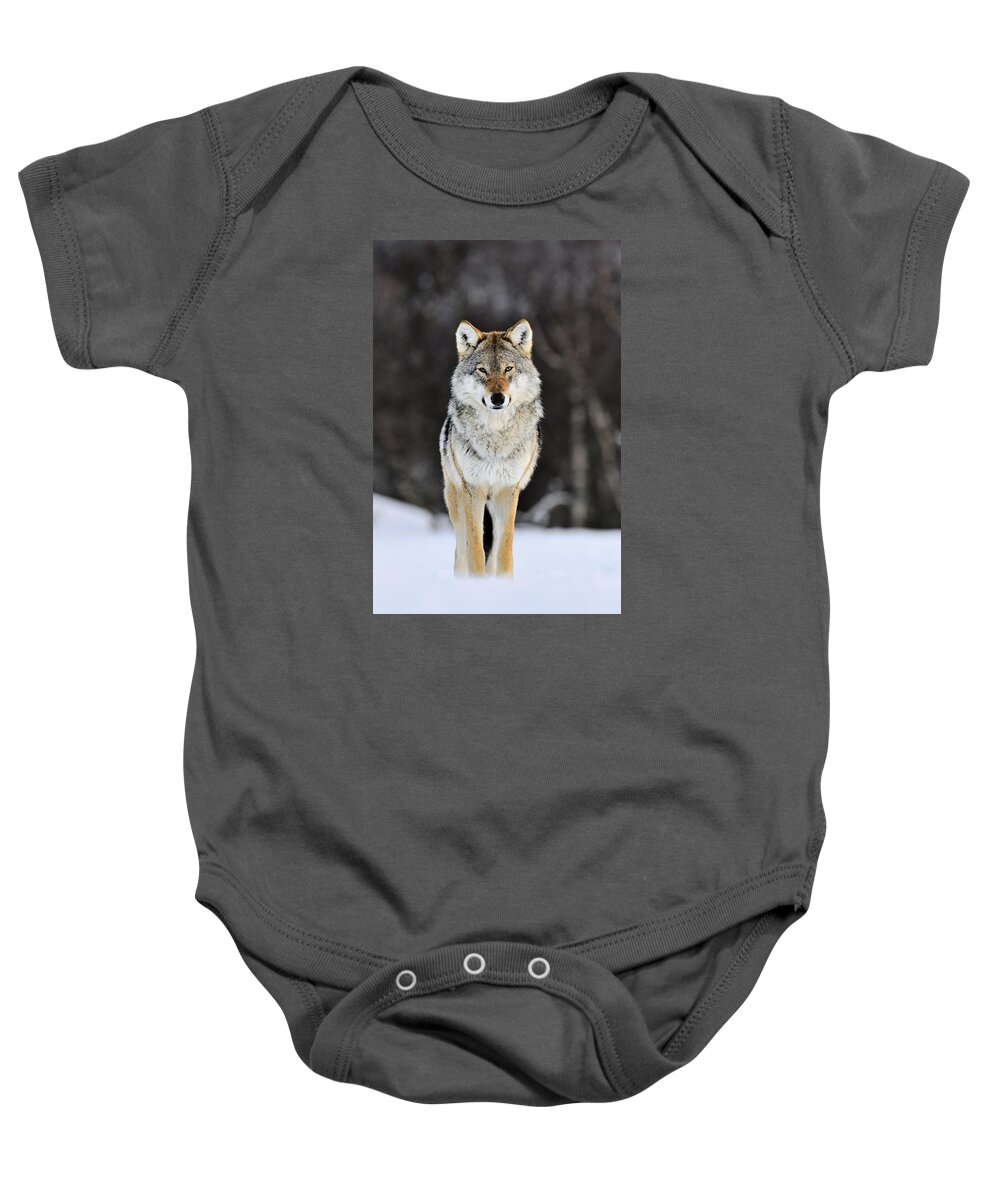 Mp Baby Onesie featuring the photograph Gray Wolf in the Snow by Jasper Doest