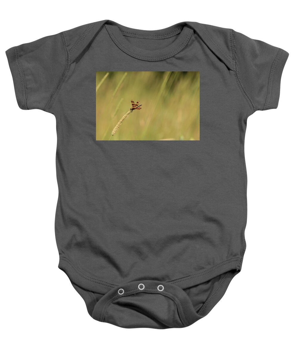 Celithemis Eponina Baby Onesie featuring the photograph Hanging on for Dear Life by Joni Eskridge