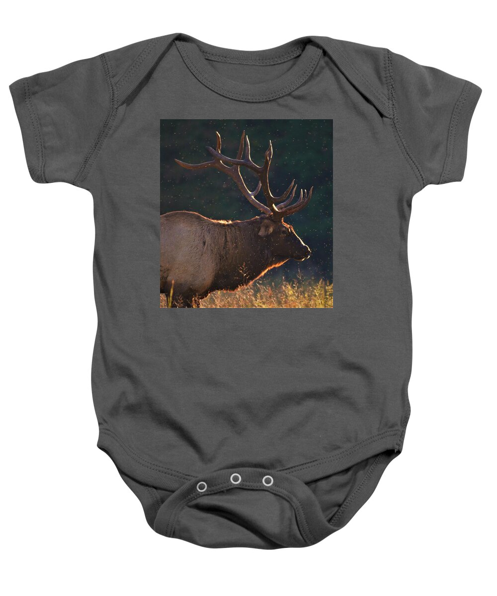 Elk In The Fall Baby Onesie featuring the photograph Head of the herd by Chuck Brown