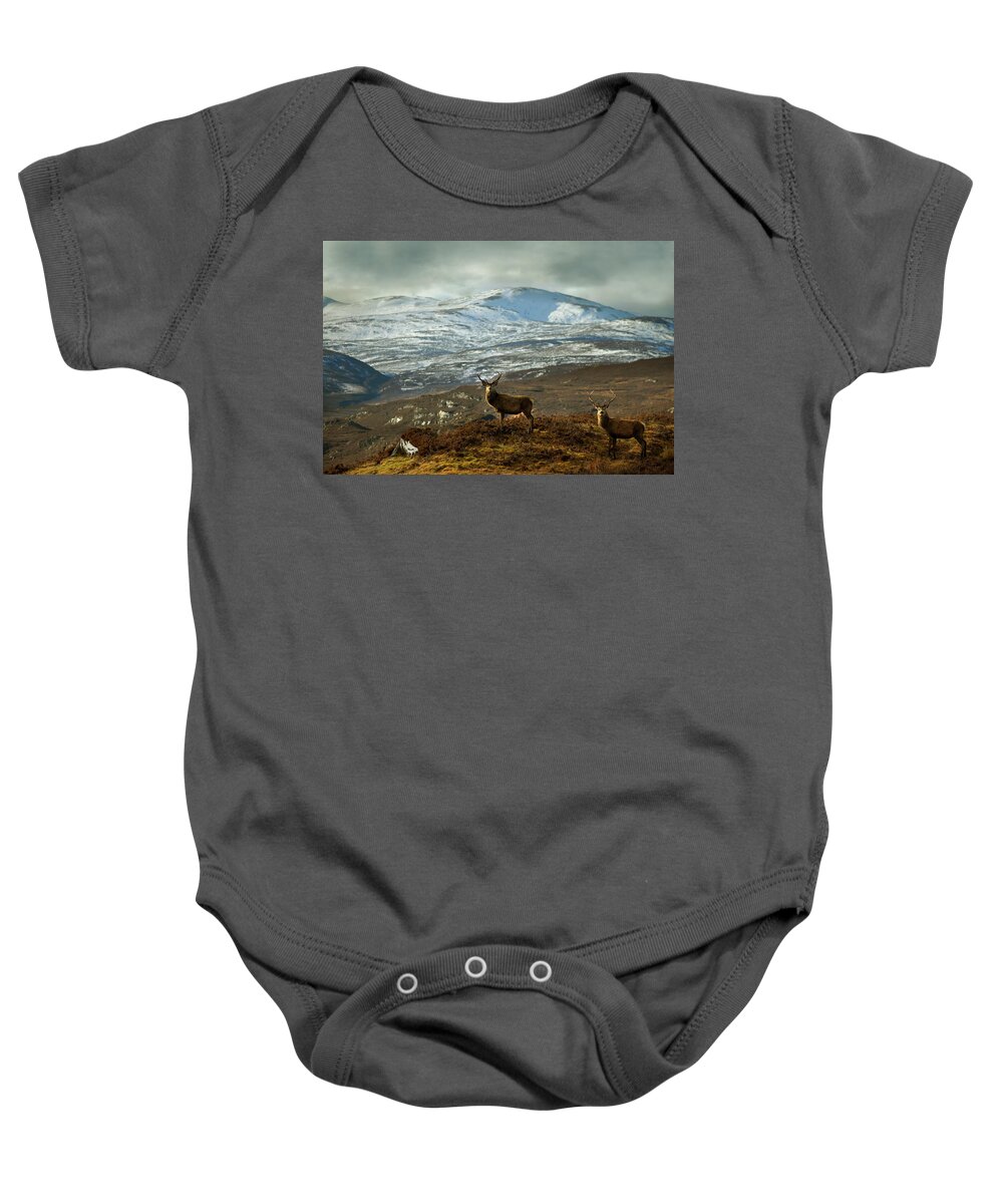  Red Deer Stags Baby Onesie featuring the photograph Highland Stags by Gavin Macrae