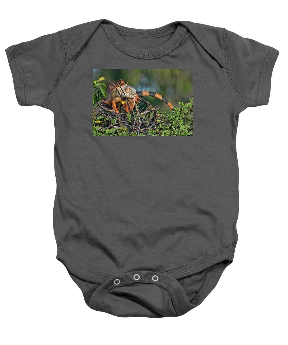 Iguana Baby Onesie featuring the photograph Iggy by Don Durfee