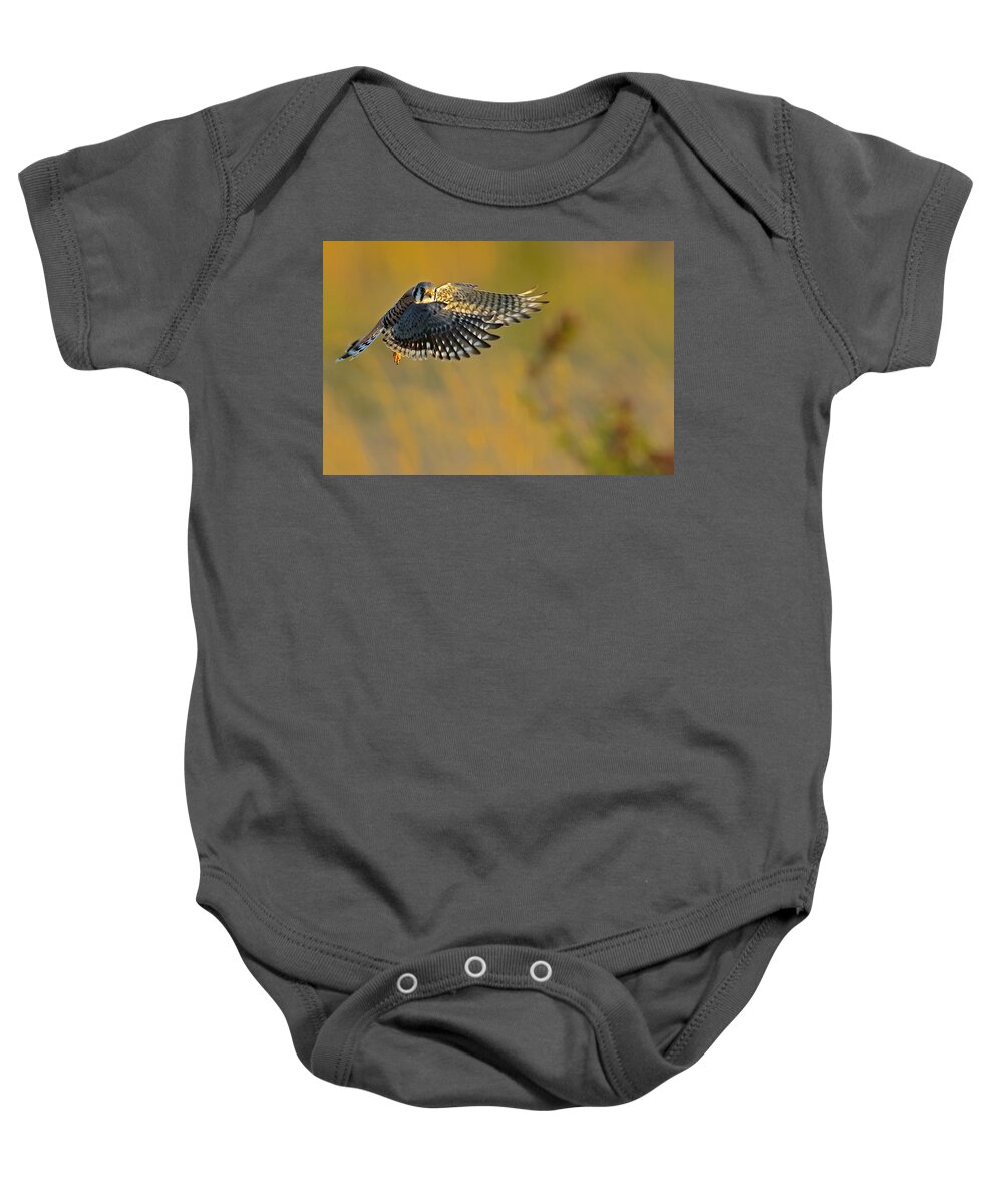 Kestrel Baby Onesie featuring the photograph Kestrel Takes Flight by William Jobes