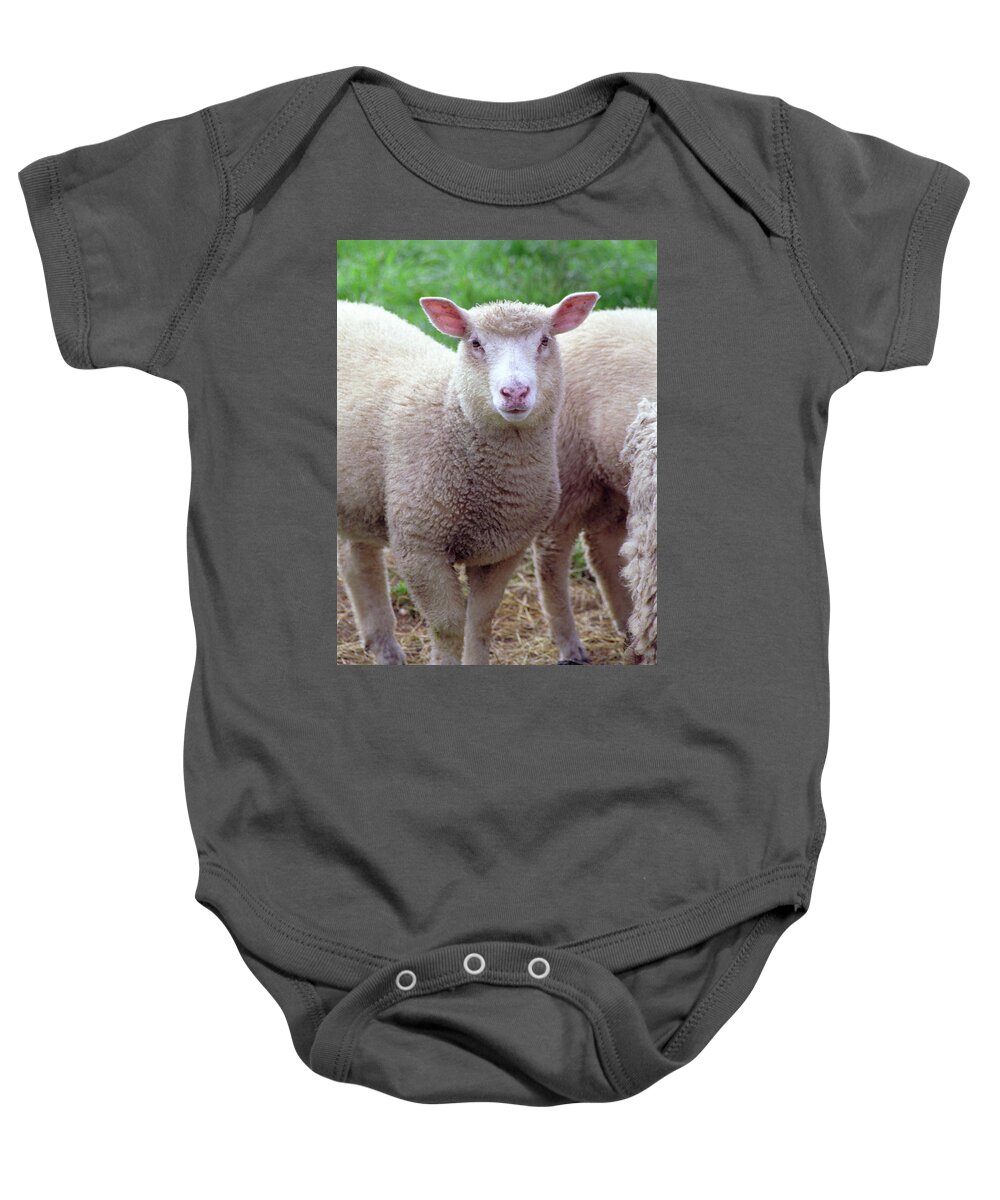 Lamb Baby Onesie featuring the photograph Lamb by Frank DiMarco