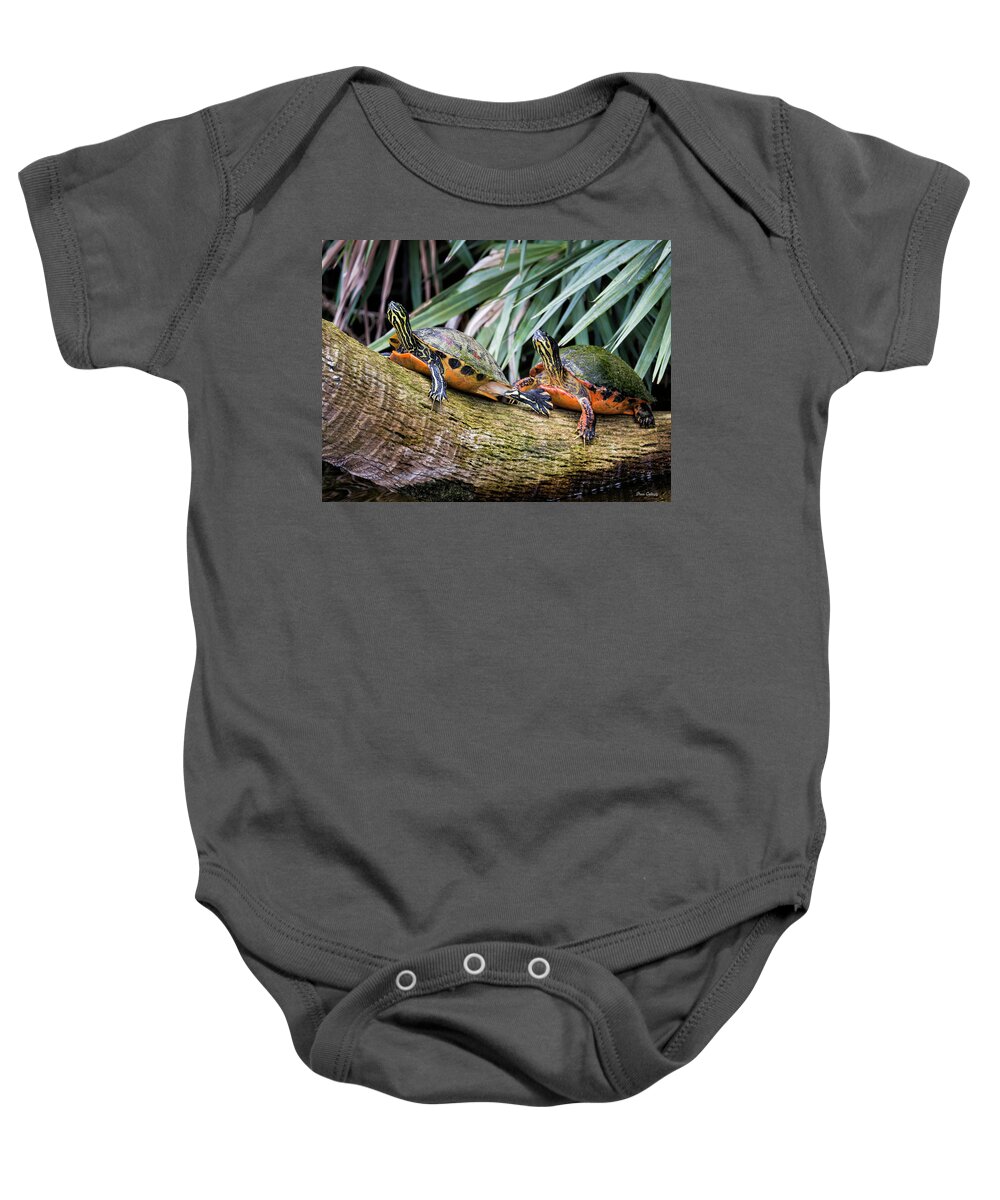 Turtles Baby Onesie featuring the photograph Logging In by Fran Gallogly