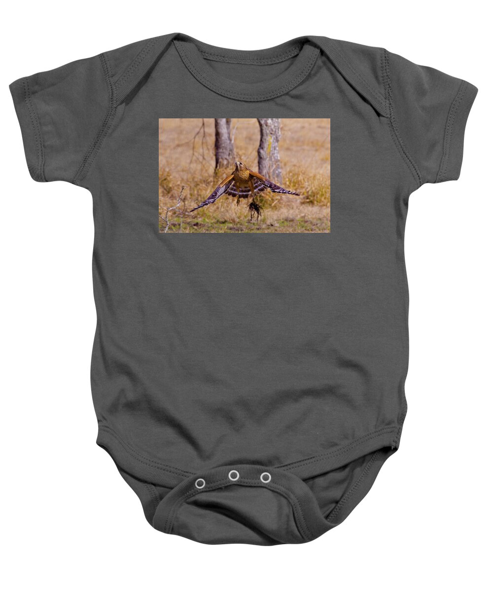 Red Shouldered Hawk Baby Onesie featuring the photograph Low Flying by Linda Unger