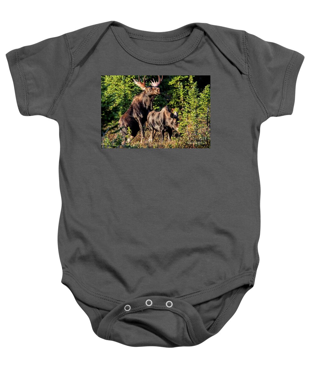 Moose. Moose Mating Baby Onesie featuring the photograph Macho Moose by Jim Garrison