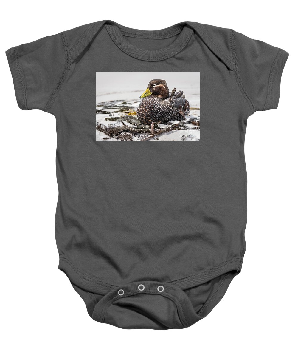 Steamer Baby Onesie featuring the photograph Male Falkland Steamer by Joann Long