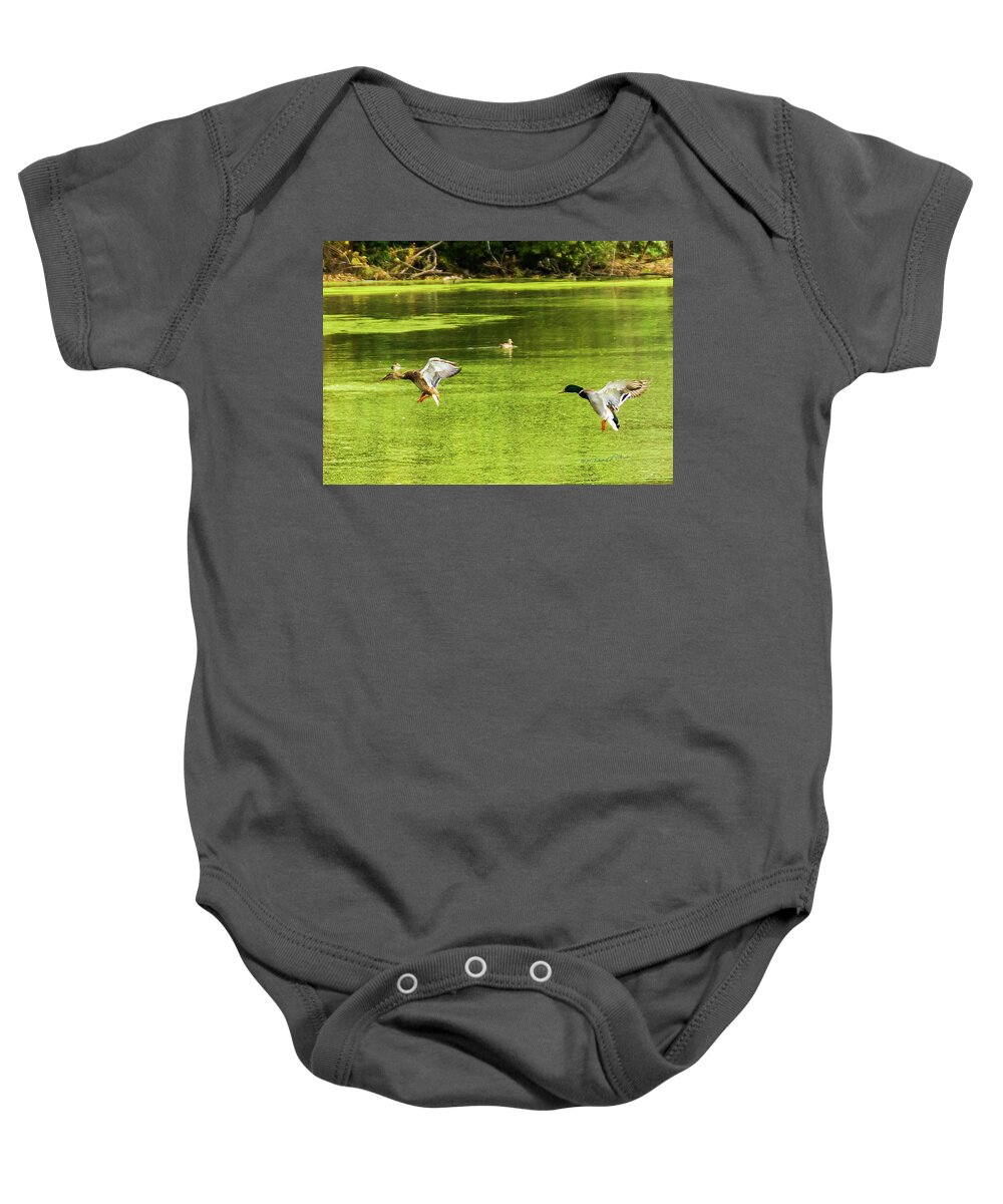 Fauna Baby Onesie featuring the photograph Mallard Pair Landing by Ed Peterson