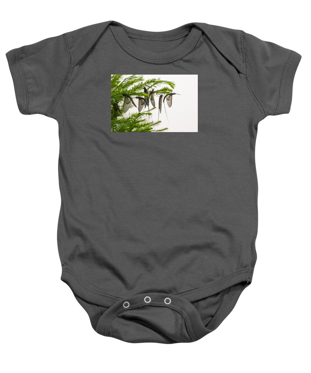 Animal Resting Baby Onesie featuring the photograph Mayfly slumbers by Brian Green