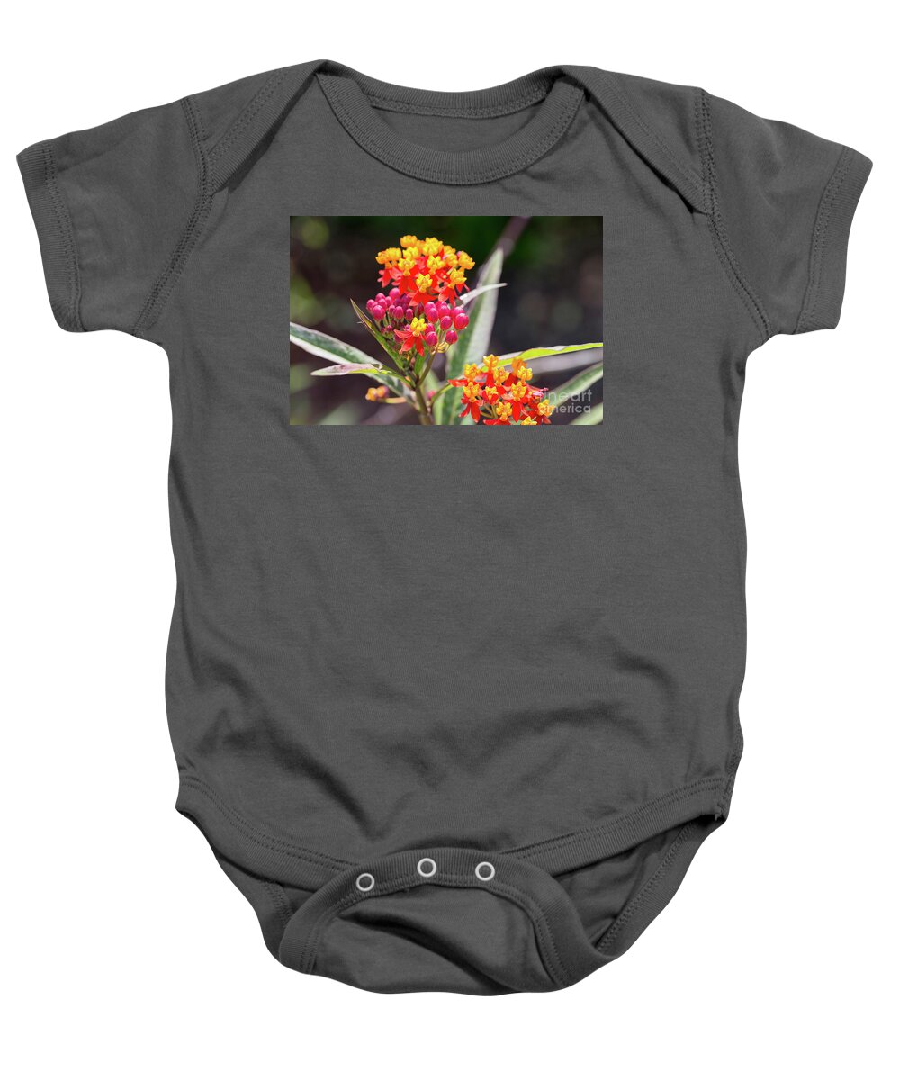 Asclepias Curassavica Silky Deep Red Baby Onesie featuring the photograph Milkweed Silky Deep Red by Louise Heusinkveld