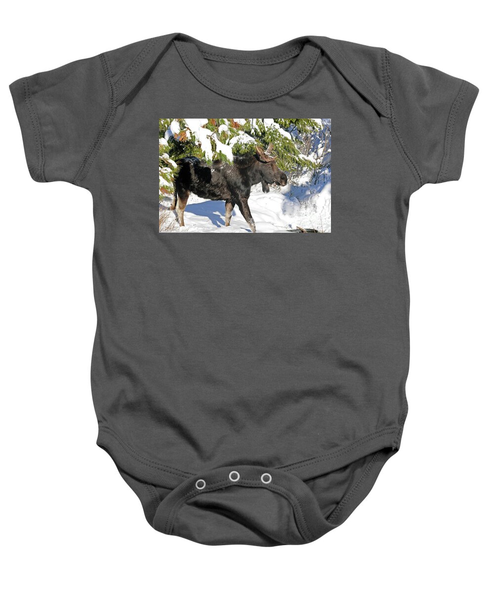 Moose Baby Onesie featuring the photograph Moose in snow by Cindy Murphy - NightVisions