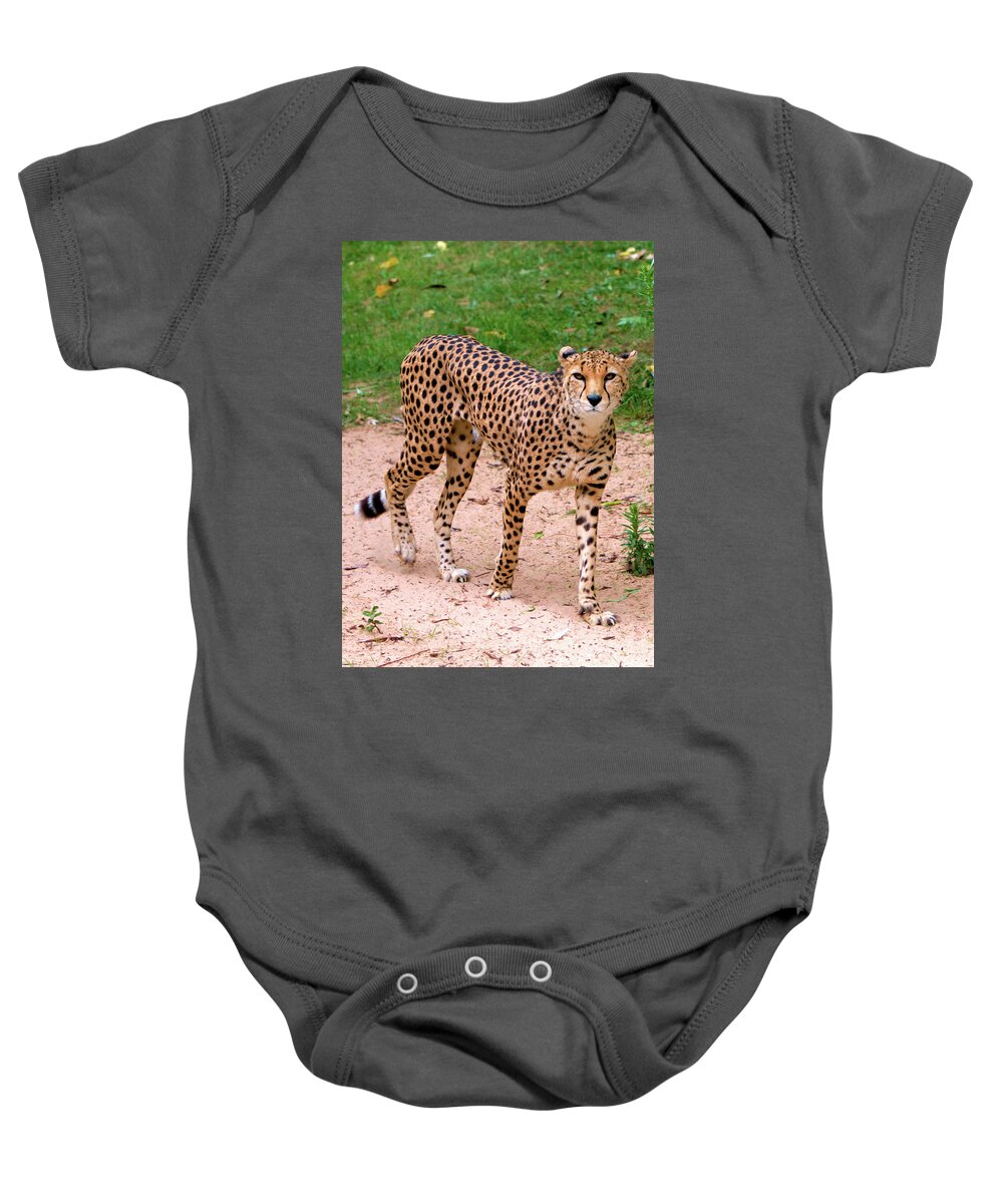 Animal Nature Baby Onesie featuring the photograph North African Cheetah by Stephen Melia