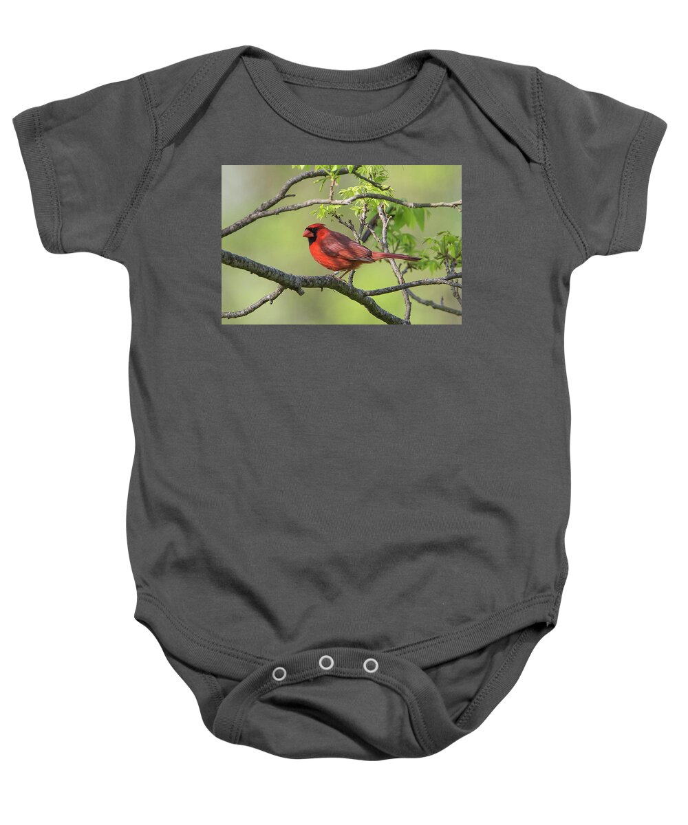 Ronnie Maum Baby Onesie featuring the photograph Northern Cardinal with Bracelet by Ronnie Maum