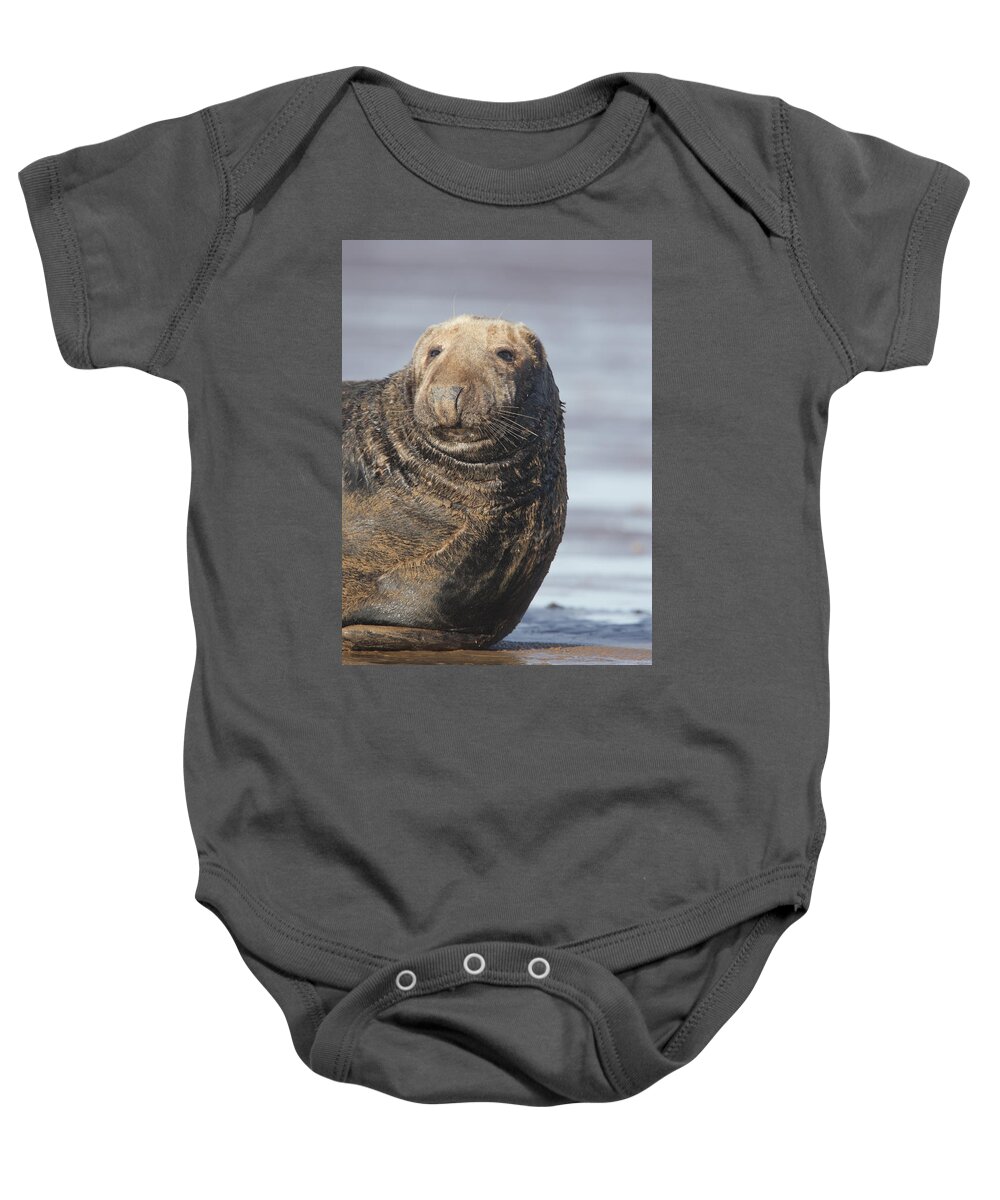 Seal Baby Onesie featuring the photograph Old Atlantic Grey Seal on the beach by Tony Mills