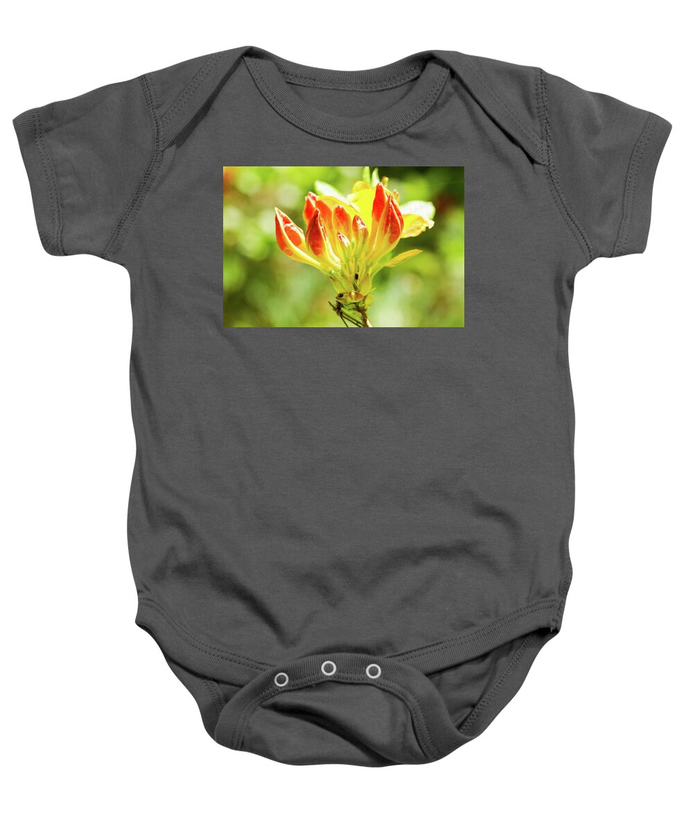 Pretty Flower Pictures Baby Onesie featuring the photograph Orange tip by Ed James