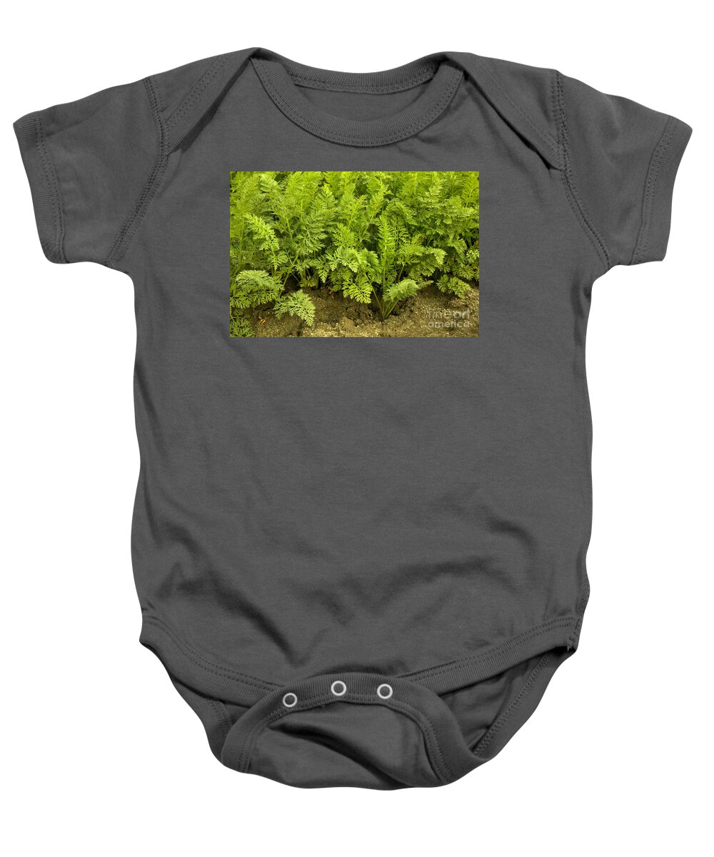 Carrot Greens Baby Onesie featuring the photograph Organic Carrot Greens by Inga Spence