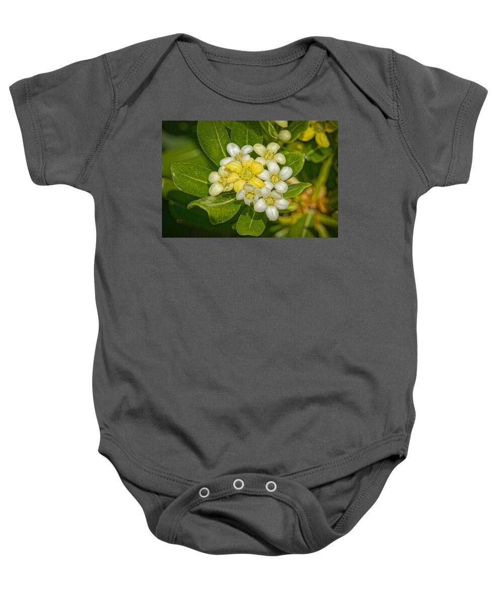Flowers Baby Onesie featuring the photograph Pittosporum Flowers by Jim Thompson