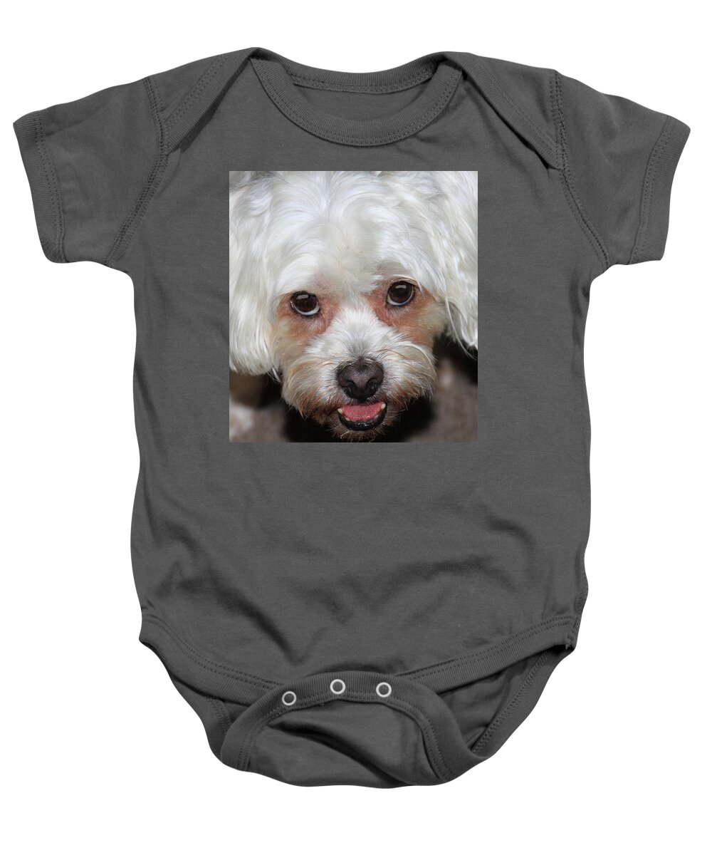 Dog Baby Onesie featuring the photograph Portrait of a Lahsa by Rosalie Scanlon