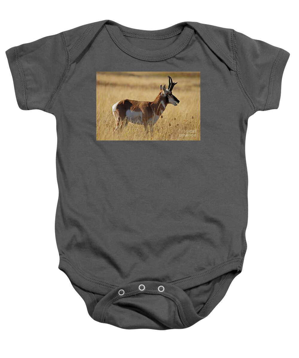 Pronghorn Baby Onesie featuring the photograph Pronghorn Antelope by Cindy Murphy - NightVisions
