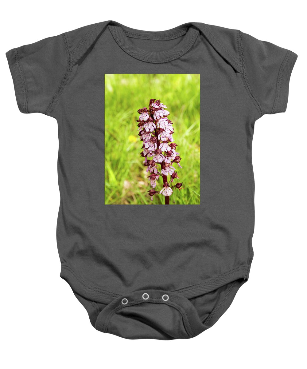 Flower Baby Onesie featuring the photograph Purple orchis - 1 - French Alps by Paul MAURICE