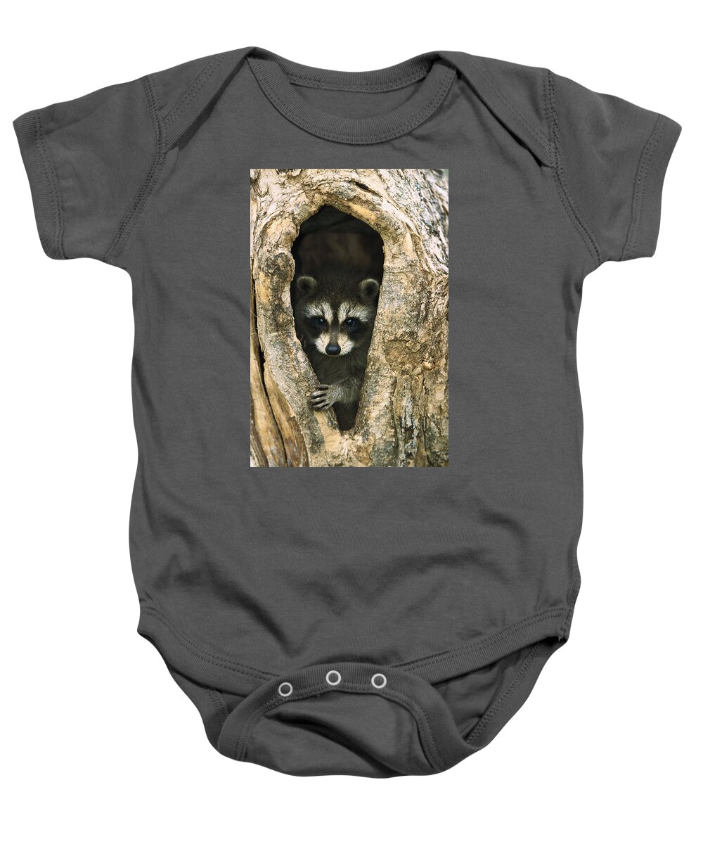 Mp Baby Onesie featuring the photograph Raccoon Procyon Lotor Baby Peering by Konrad Wothe