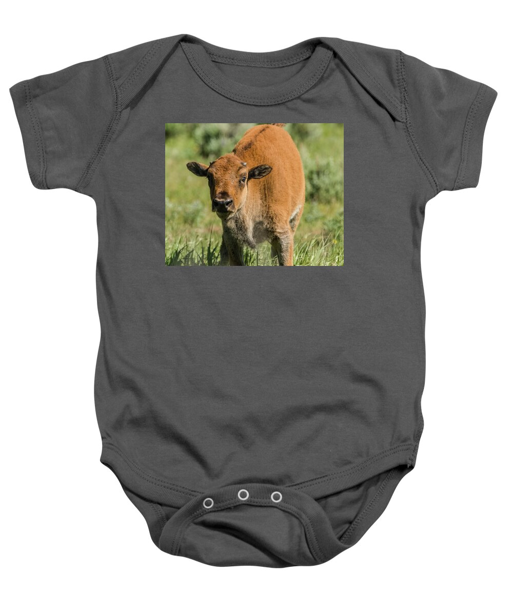 Grand Teton National Park Baby Onesie featuring the photograph Red Dog Bison Calf by Yeates Photography