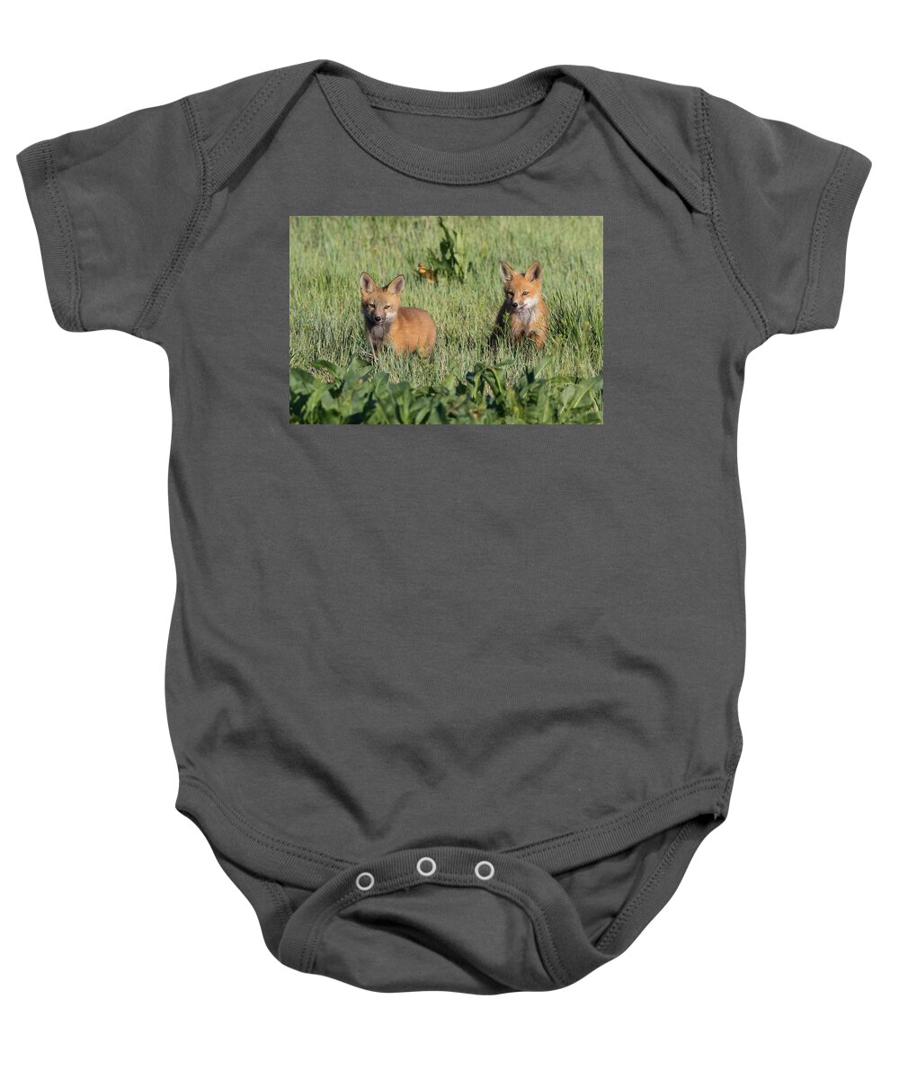 Fox Baby Onesie featuring the photograph Red Fox Kits Explore Their New World by Tony Hake