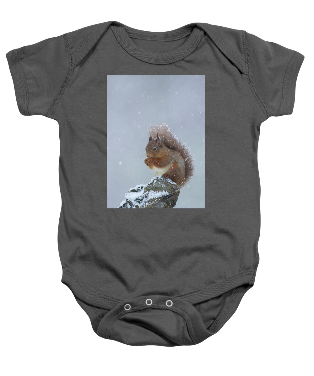 Red Baby Onesie featuring the photograph Red Squirrel In A Blizzard by Pete Walkden