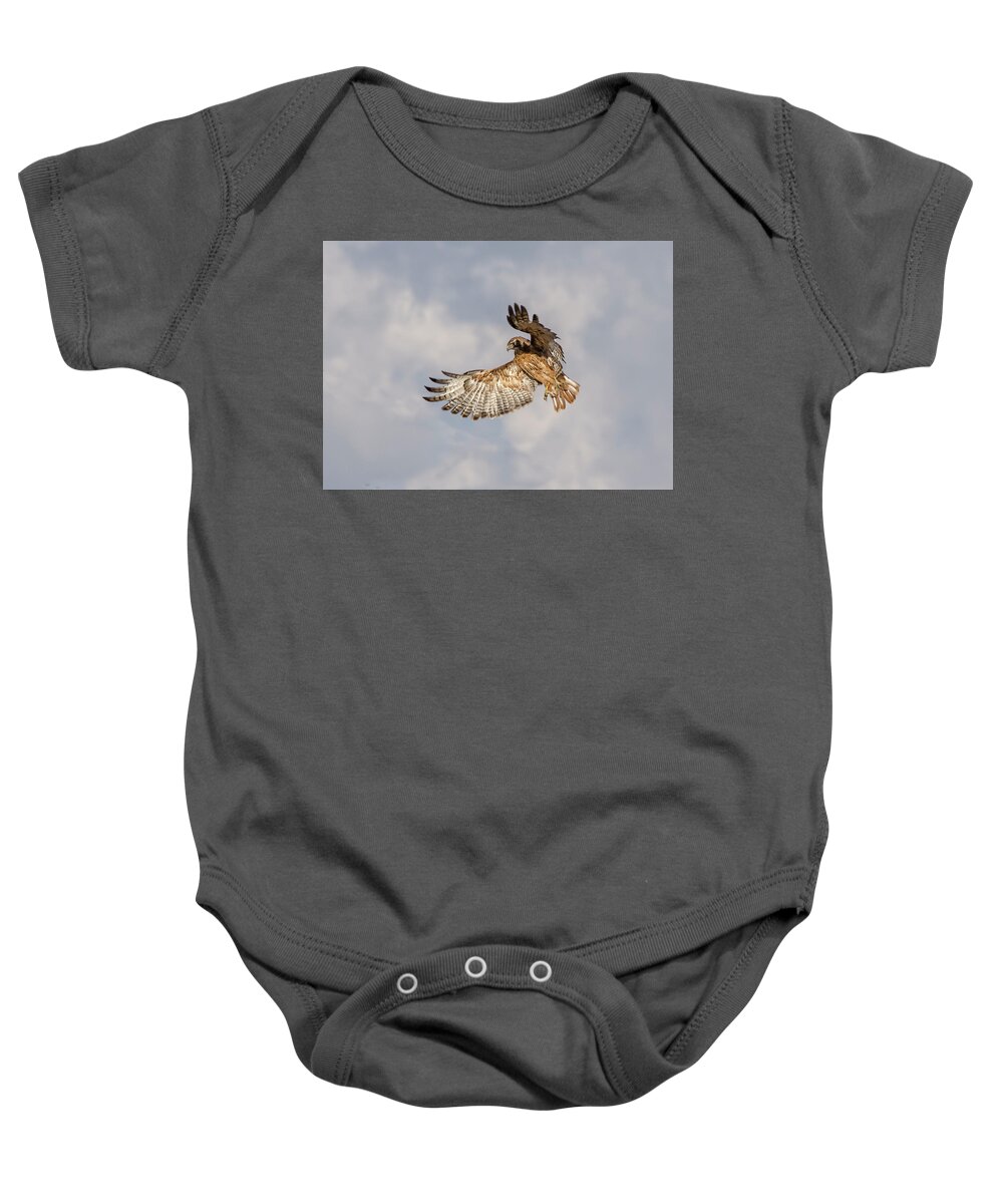 Hawk Baby Onesie featuring the photograph Red Tailed Hawk 6 by Rick Mosher